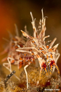 Tiger Shrimp - Lembeh... by William Loke 